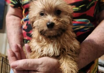 Shorkie boy 2