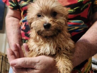 Shorkie boy 2