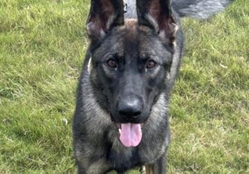 German Shepherd