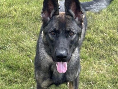 German Shepherd