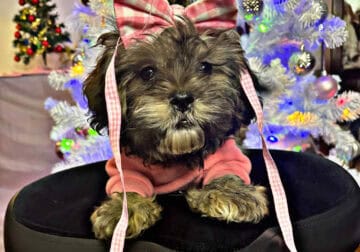 Rehoming 9 month old Shih Poo 💔