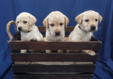 Gavin’s Labrador Retriever Puppies
