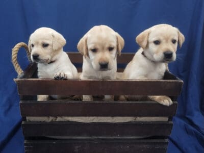 Gavin’s Labrador Retriever Puppies