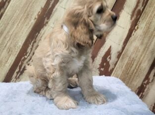 AKC Cocker Spaniel 8 week old Male