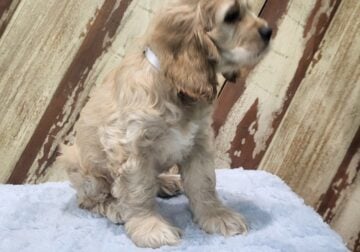 AKC Cocker Spaniel 8 week old Male