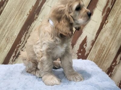 AKC Cocker Spaniel 8 week old Male