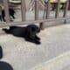 Lab puppies
