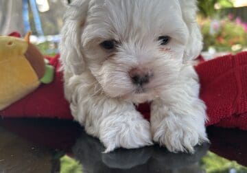 Beautiful shihpoo – Puppy 3