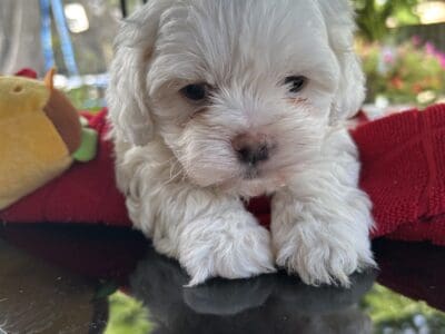 Beautiful shihpoo – Puppy 3