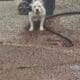 Free to good home no papers