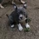 American Bully Pockets