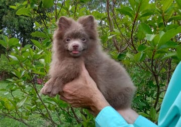 Tiny Rare Lilac Pomeranian Puppy Female