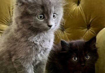 American Shorthair and American Longhair