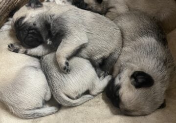 Pug Puppies $800