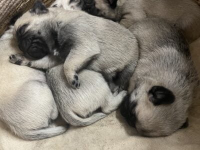 Pug Puppies $800