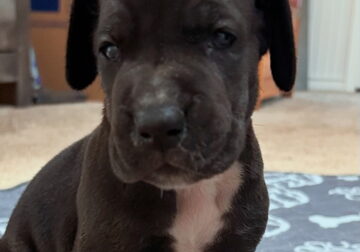 Beautiful Great Dane puppy