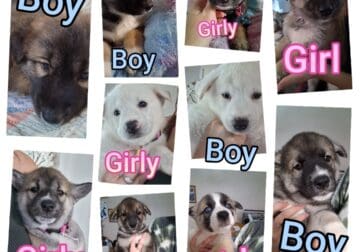 Siberian Husky Pups