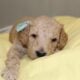 AKC Poodle Pups