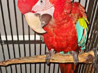 Green Wing Macaw