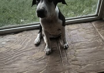 Free puppies in need of a good fur ever home