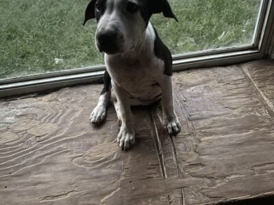 Free puppies in need of a good fur ever home