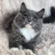 Gorgeous TICA Ragdoll Kittens DNA Health Tested