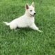 White purebred German Shepherd puppy