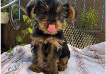 AKC yorkies yorkie puppy puppies