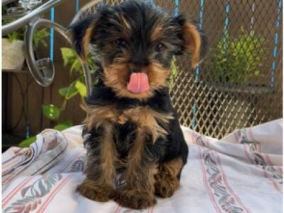 AKC yorkies yorkie puppy puppies