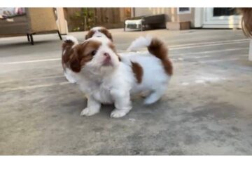 Spotty Imperial Shih Tzu