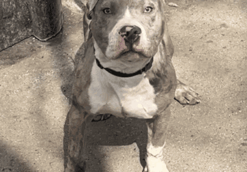 American bully