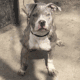 American bully