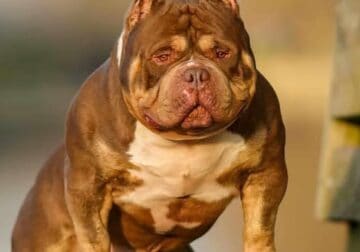 National Champion Jack Puppies.