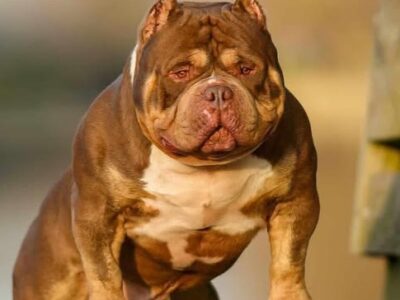 National Champion Jack Puppies.