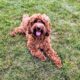 Petite mini goldendoodle puppies