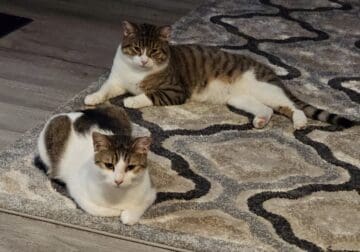 Cats One male and two females