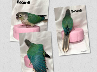 Green cheek conure babies