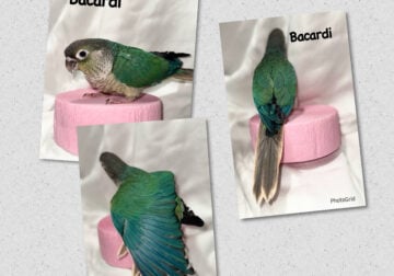 Green cheek conure babies