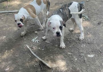 American Bulldog puppies