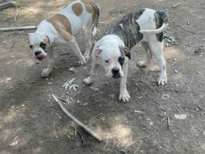 American Bulldog puppies