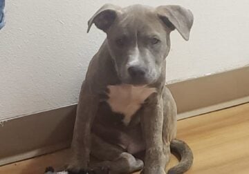 Doofus