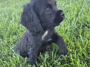 Spaniel puppy