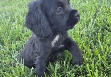 Spaniel puppy