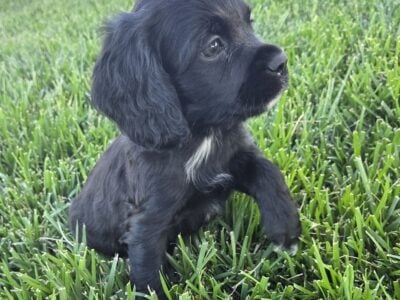 Spaniel puppy