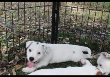 French-Tzu Puppies For Sale