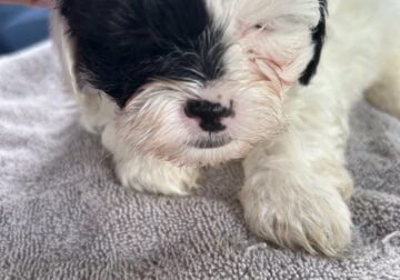 Adorable black eyed Shihpoo
