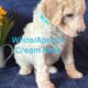 Standard Poodle Pups (available July26)