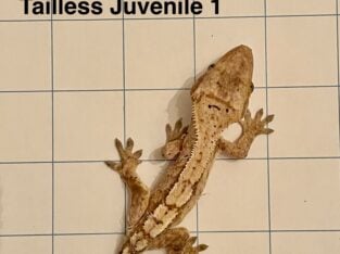 Juvenile Crested Geckos