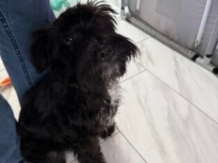 8month old pure bred mini shnauzer