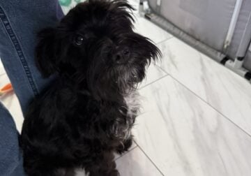 8month old pure bred mini shnauzer